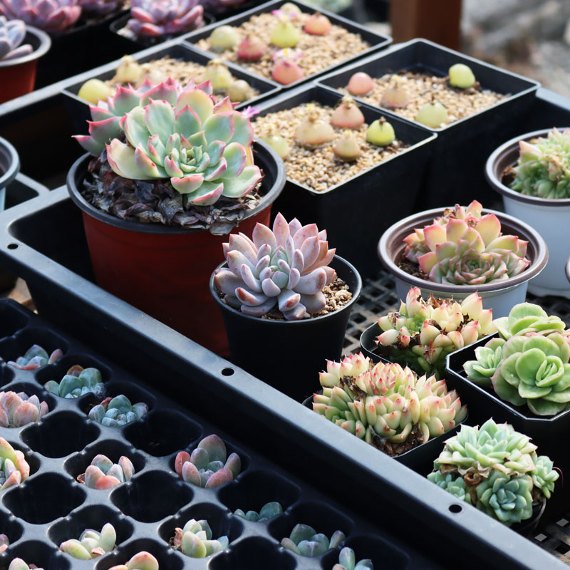 32 Cell Seeding Tray for Planting of Succulents