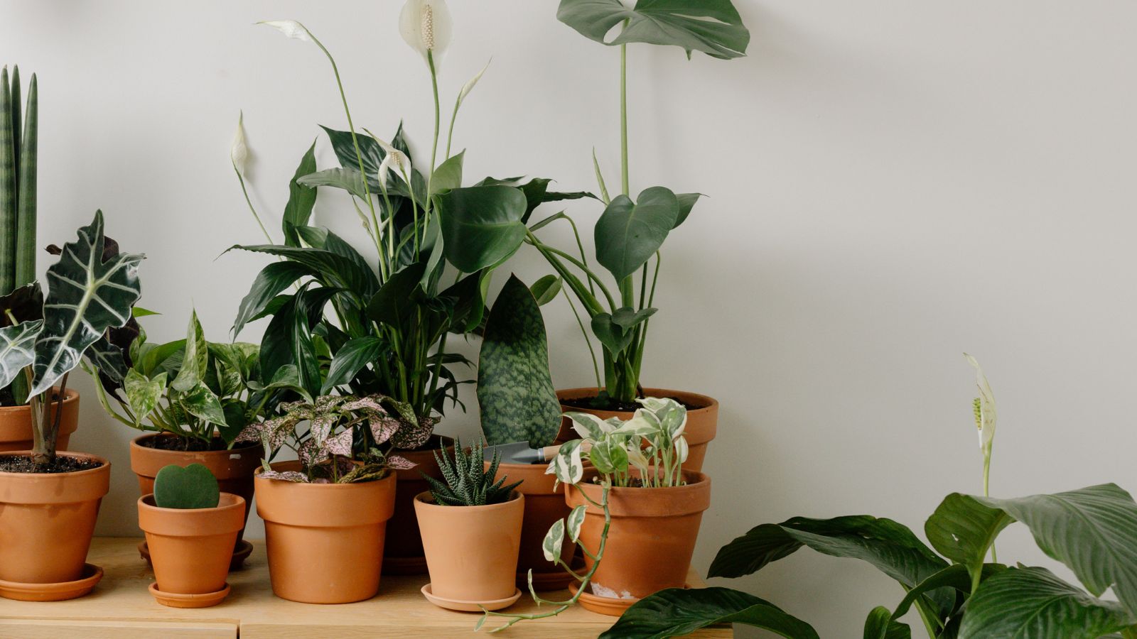What Are Plant Clips Used For? A Complete Gardener’s Guide