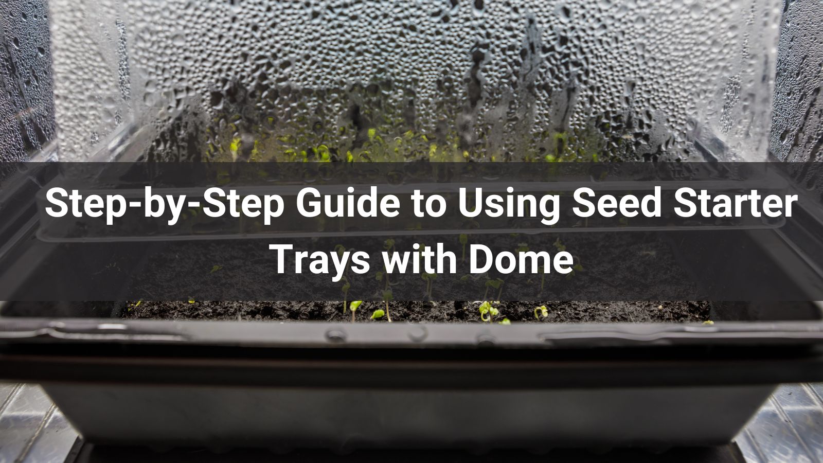Step-by-Step Guide to Using Seed Starter Trays with Dome