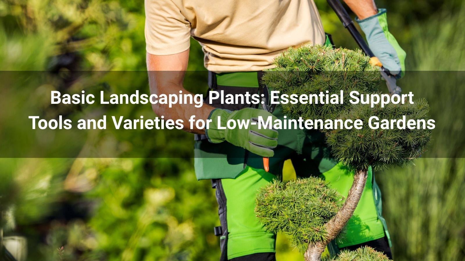Basic Landscaping Plants: Essential Support Tools and Varieties for Low-Maintenance Gardens