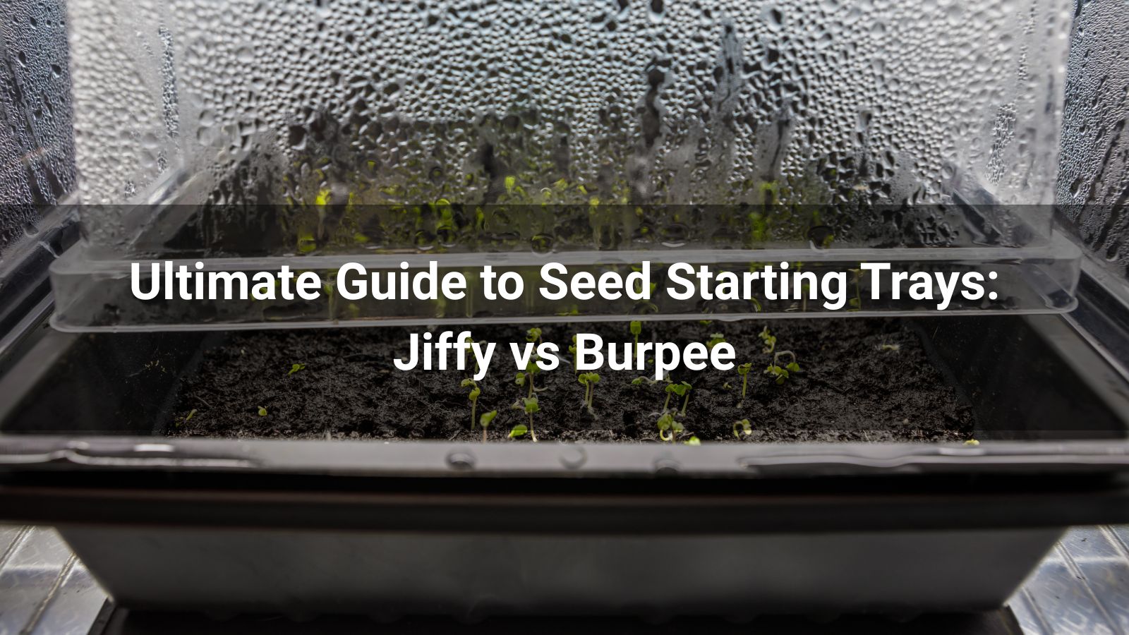 The Ultimate 2026 Guide to Seed Starting Trays: Jiffy vs Burpee